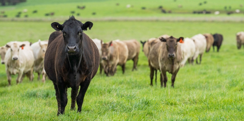 Livestock subject to Zakat, including cattle, goats, sheep, and camels kept for breeding, with special calculations and trade livestock treated as business stock.